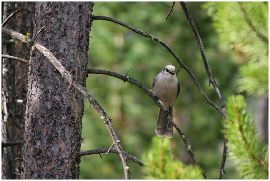01 - Grand teton NP (07).jpg
